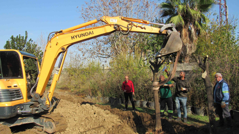Büyükşehir'den Ağaç Nakli