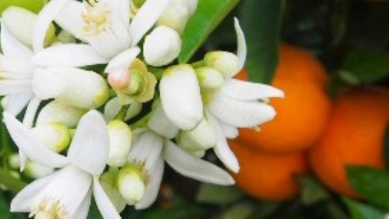 ADANA KARNAVALLA COŞACAK